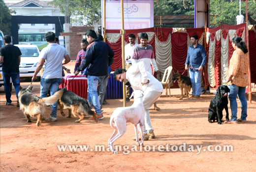 Dog Show 2